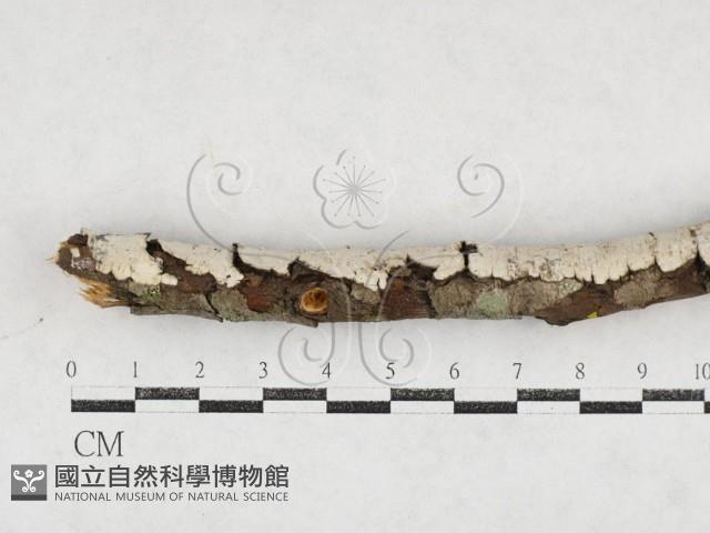 登錄號:F0027160藏品圖，第1張