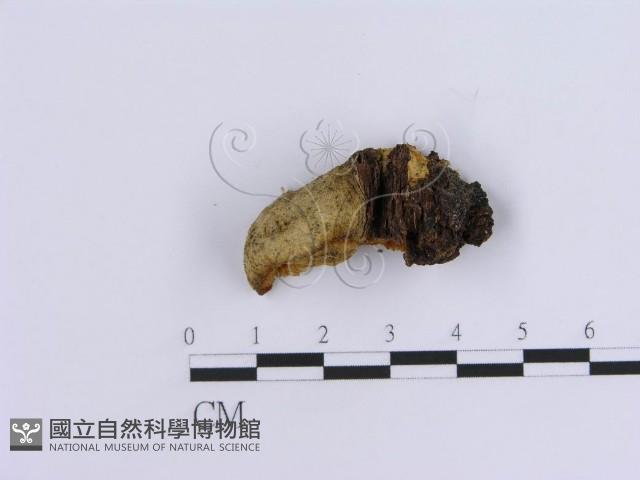 登錄號:F0007160藏品圖，第1張