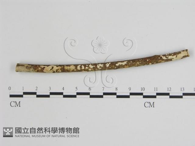 登錄號:F0015160藏品圖，第1張