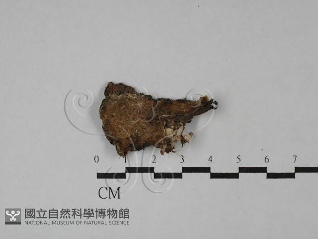 登錄號:F0029160藏品圖，第1張