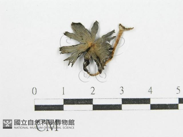 鬼傘屬藏品圖，第1張