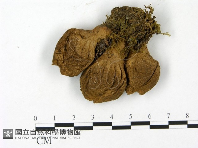 登錄號:F0023160藏品圖，第1張