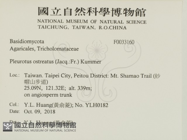 糙皮側耳藏品圖，第2張