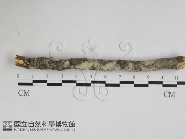 登錄號:F0028060藏品圖，第1張