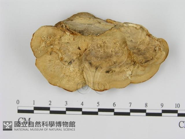 登錄號:F0008060藏品圖，第1張