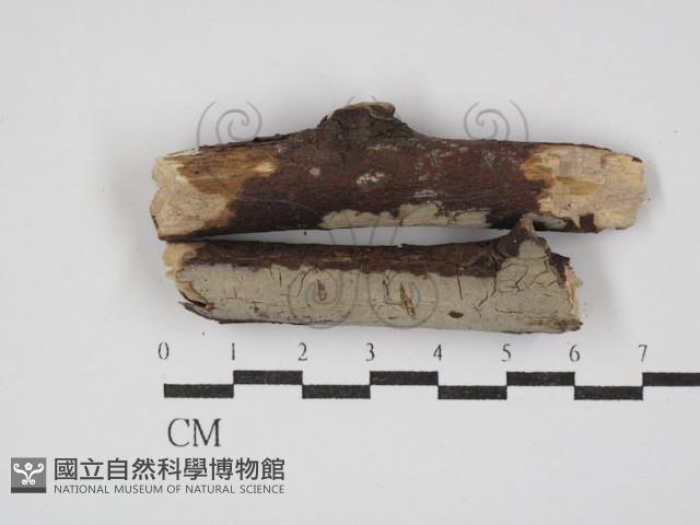 登錄號:F0020060藏品圖，第1張