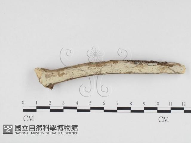 冇骨消絲齒菌藏品圖，第1張