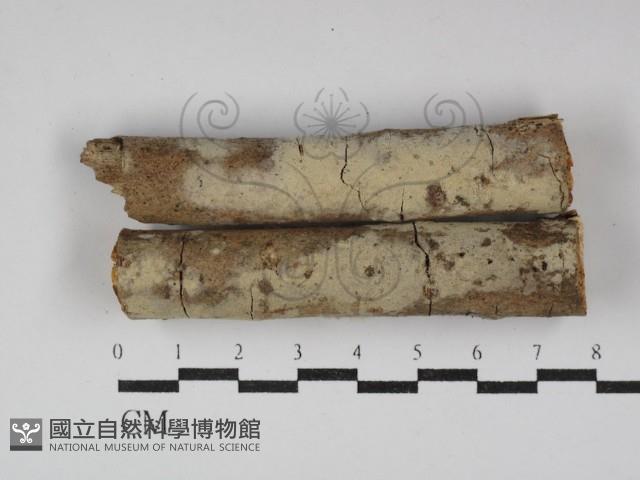 絲齒菌屬藏品圖，第1張