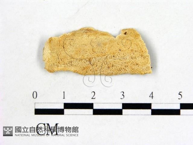 登錄號:F0006060藏品圖，第1張