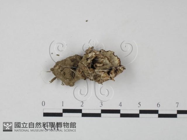 登錄號:F0021060藏品圖，第1張