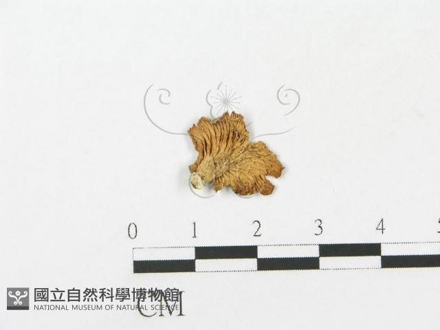 登錄號:F0011060藏品圖，第1張