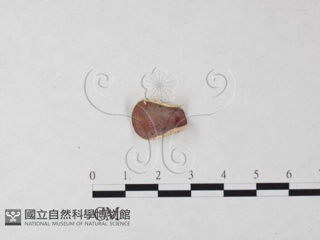 登錄號:F0024060藏品圖，第1張