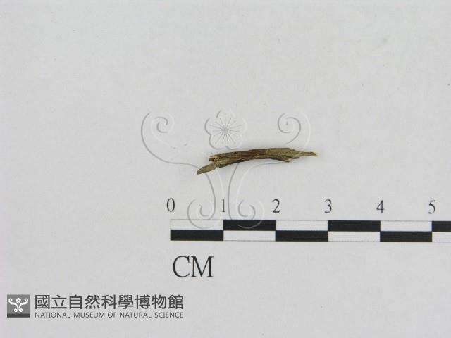 小菇屬藏品圖，第1張