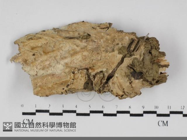登錄號:F0032060藏品圖，第1張
