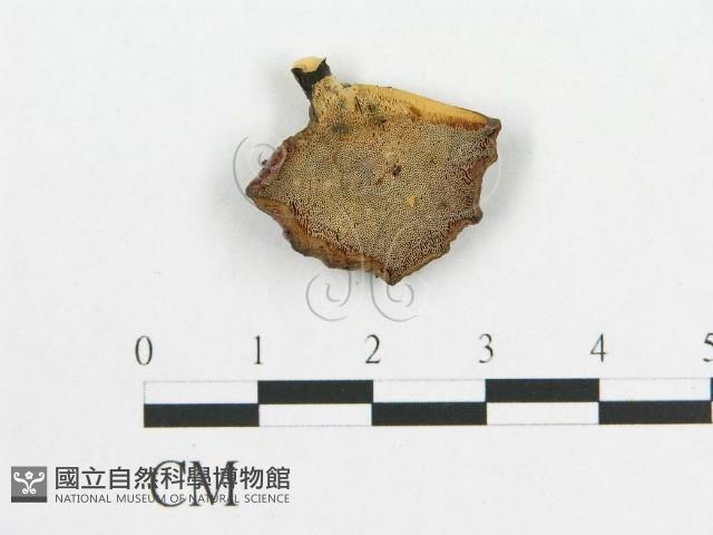 登錄號:F0007060藏品圖，第1張