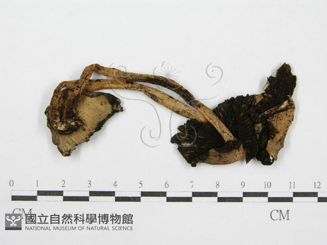 鬼傘屬藏品圖，第1張