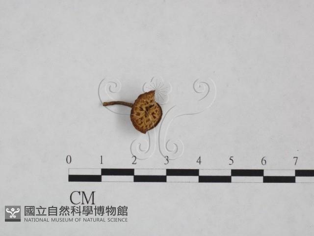 登錄號:F0025060藏品圖，第1張