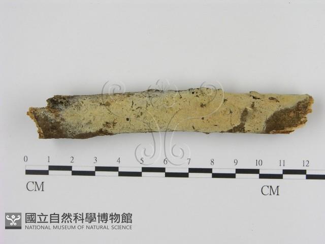 剛毛絲皮菌藏品圖，第1張