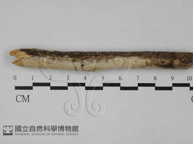 顯絲菌屬藏品圖，第1張