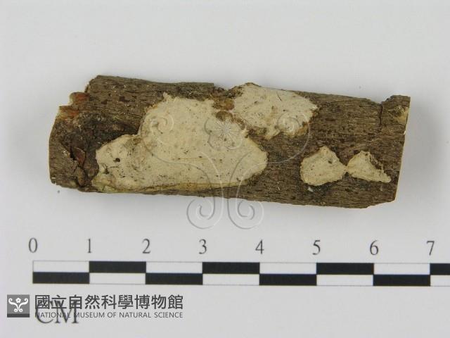 登錄號:F0003060藏品圖，第1張
