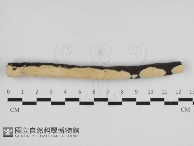 登錄號:F0033060藏品圖，第1張