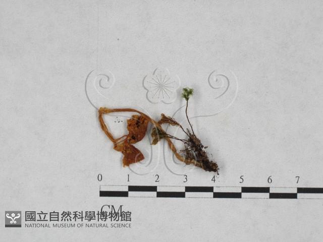 登錄號:F0028360藏品圖，第1張