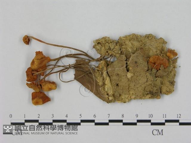 小皮傘屬藏品圖，第1張