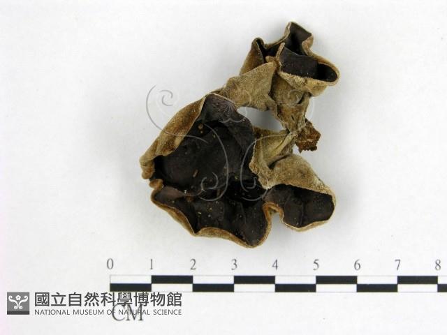 毛木耳藏品圖，第1張