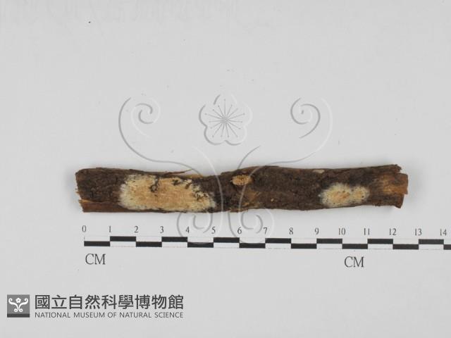 登錄號:F0000360藏品圖，第1張