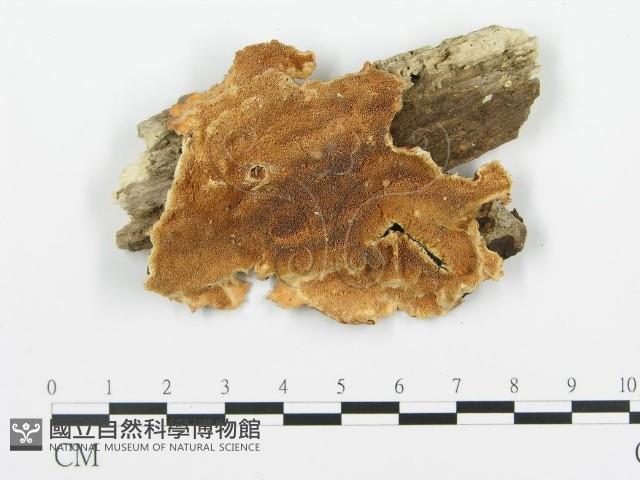 登錄號:F0006360藏品圖，第1張