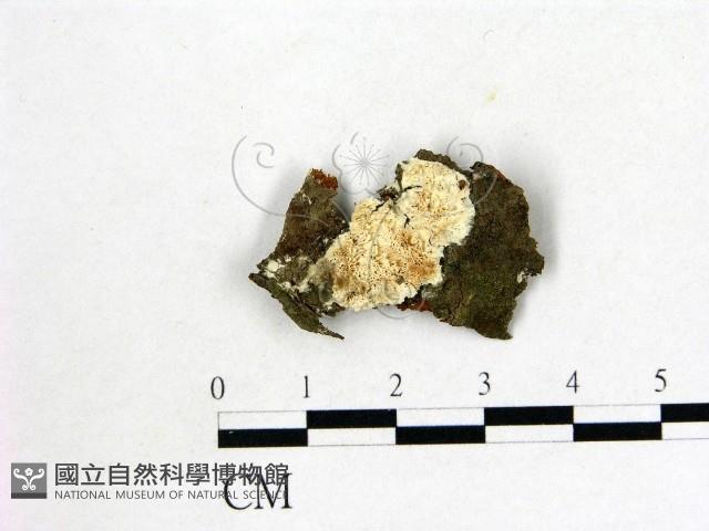 登錄號:F0021360藏品圖，第1張