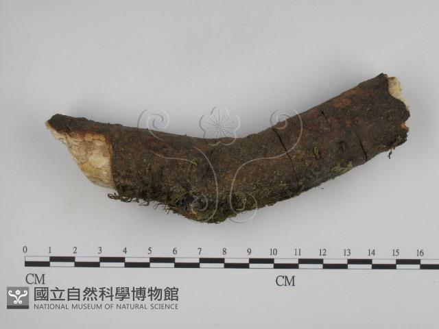 登錄號:F0001360藏品圖，第1張