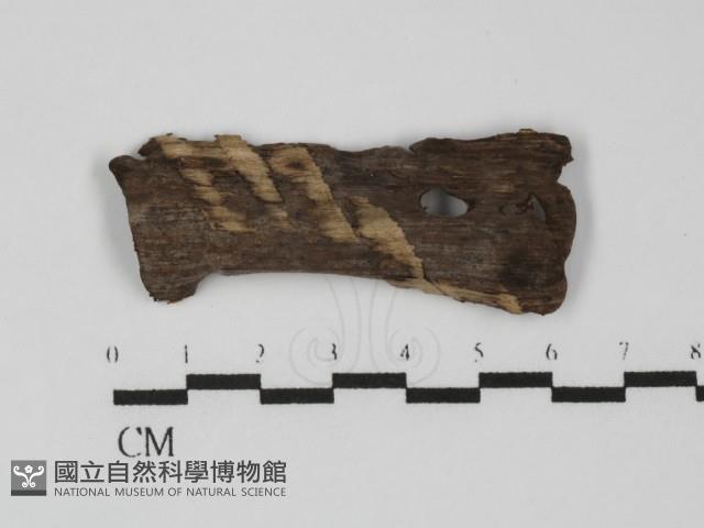 多年臥孔菌屬藏品圖，第1張