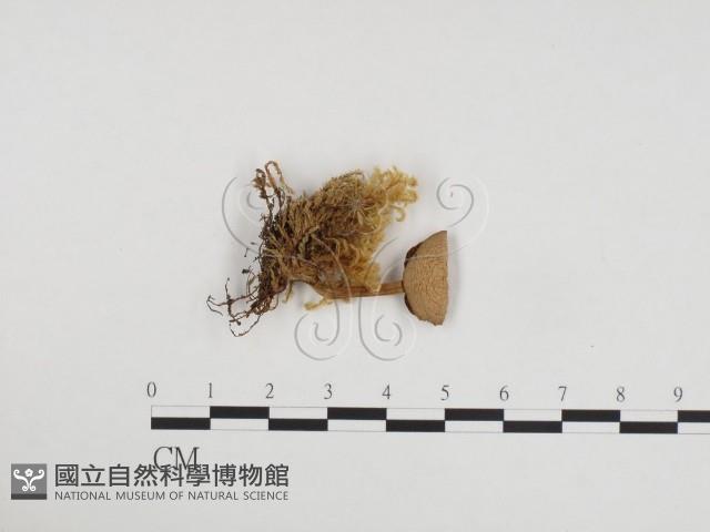 登錄號:F0024360藏品圖，第1張