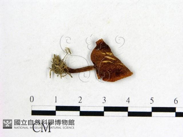 登錄號:F0004360藏品圖，第1張