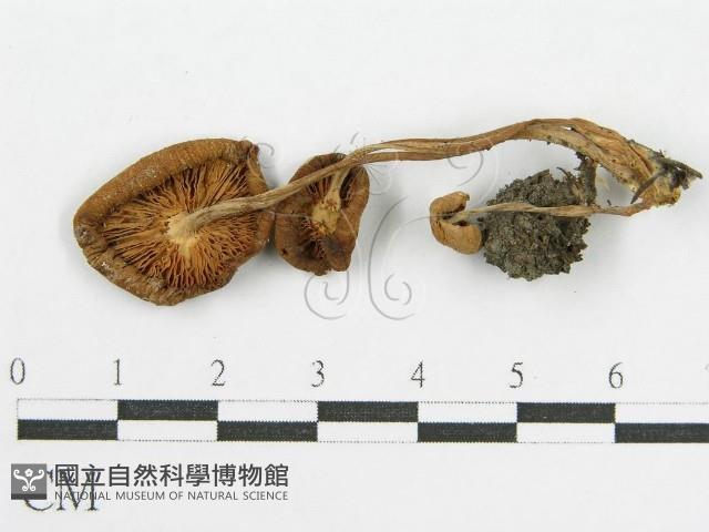 登錄號:F0014360藏品圖，第1張