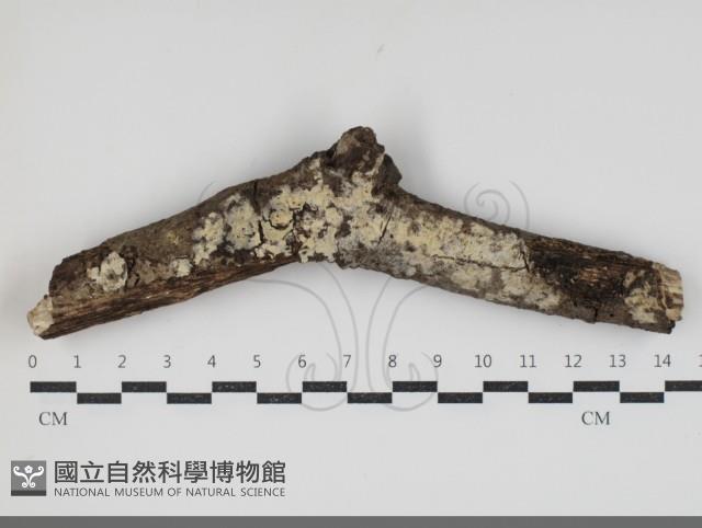 登錄號:F0034360藏品圖，第1張