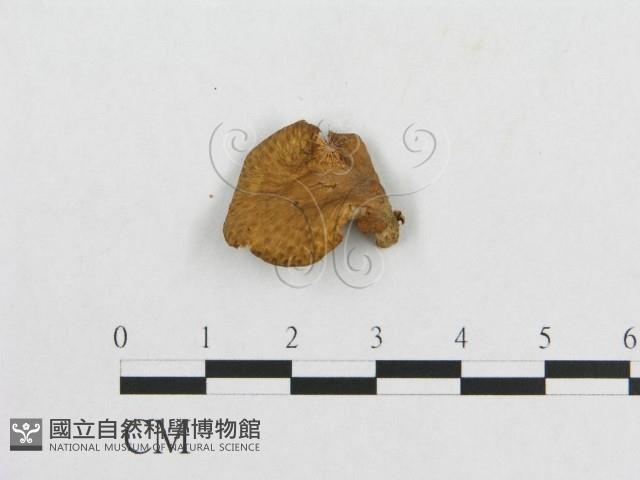 登錄號:F0012360藏品圖，第1張