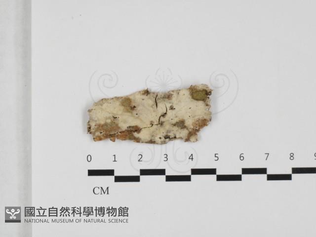 絲皮菌屬藏品圖，第1張