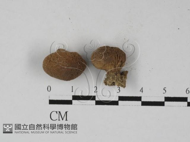 登錄號:F0027360藏品圖，第1張