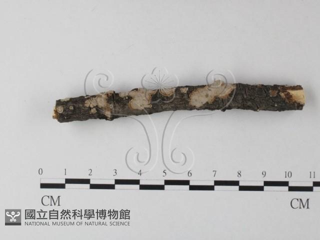 登錄號:F0025360藏品圖，第1張