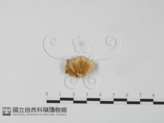 栓菌屬藏品圖，第1張