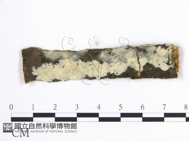 柱擔菌屬藏品圖，第1張