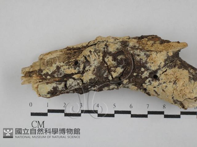 登錄號:F0029360藏品圖，第1張