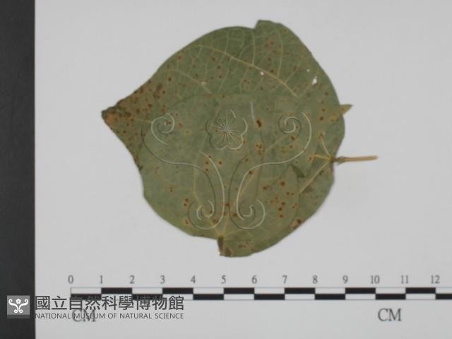 登錄號:F0019360藏品圖，第1張