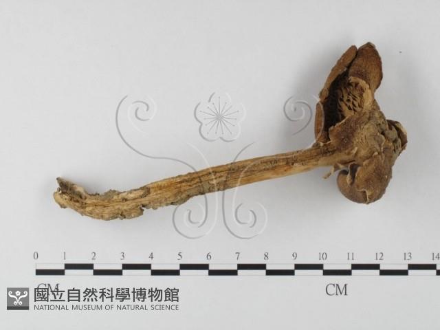 登錄號:F0003360藏品圖，第1張