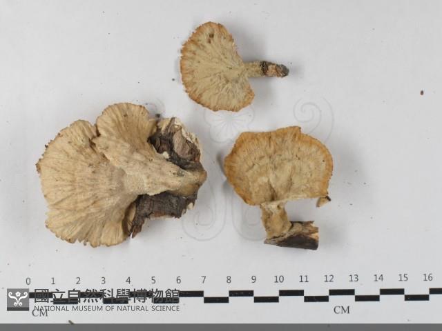 優雅波邊革菌藏品圖，第1張