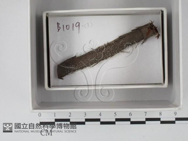 登錄號:F0018220藏品圖，第1張
