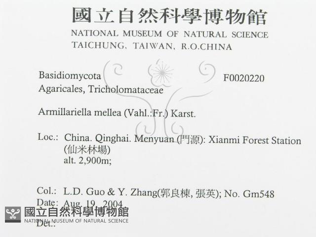 登錄號:F0020220藏品圖，第3張