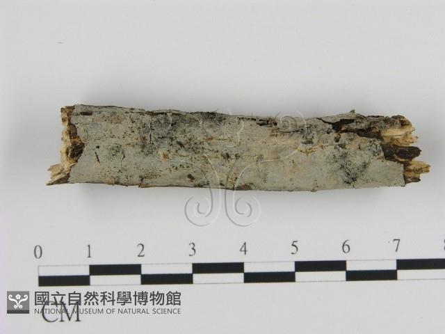 登錄號:F0000220藏品圖，第1張
